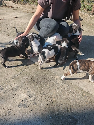 Pui amstaff vand schimb - imagine 5