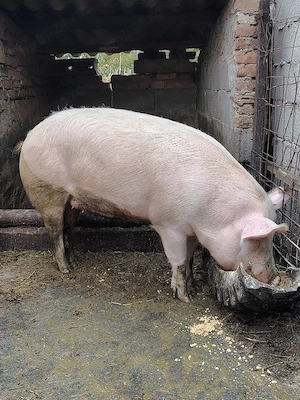 De vânzare 2 porci - imagine 4