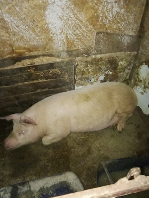 vind porc marile alb de taiat intretinut cu ceriale de 170 kg 