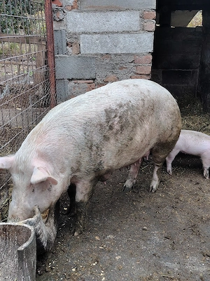 De vânzare 2 porci - imagine 5
