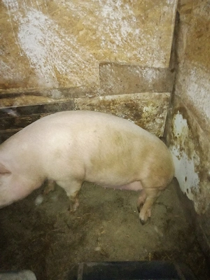 vind porc marile alb de taiat intretinut cu ceriale de 170 kg  - imagine 2