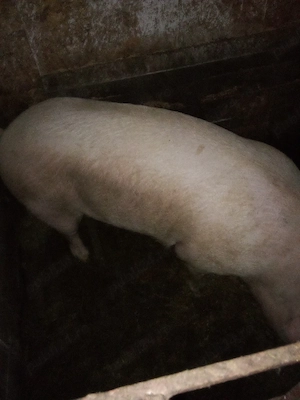 vind porc marile alb de taiat intretinut cu ceriale de 170 kg  - imagine 5