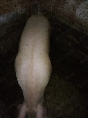vind porc marile alb de taiat intretinut cu ceriale de 170 kg  - imagine 4