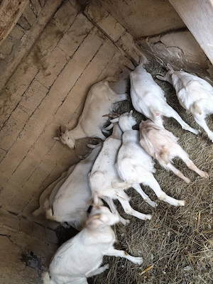 Vând 5 capre și un țap  - imagine 2