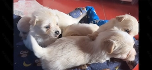 Pui de cățel bichon disponibili