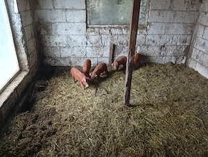Purcei duroc sămânța pura
