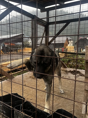 Vând mascul kangal în vârstă de 3 ani  - imagine 3