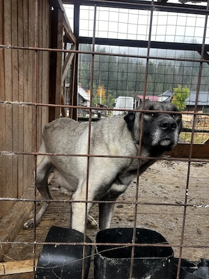 Vând femelă kangal în vârstă de 2 ani  - imagine 3