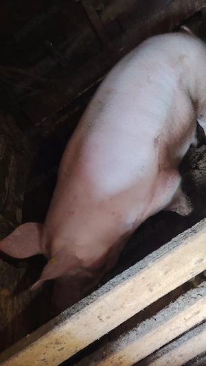 Porci de vanzare
