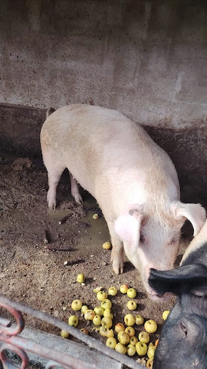 Porci de vanzare - imagine 4
