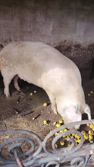 Porci de vanzare - imagine 3
