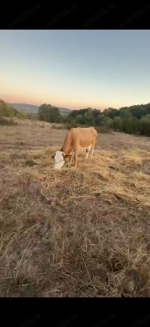 Vând vaca are 8 ani montată cu limuzin e cu lapte  - imagine 2
