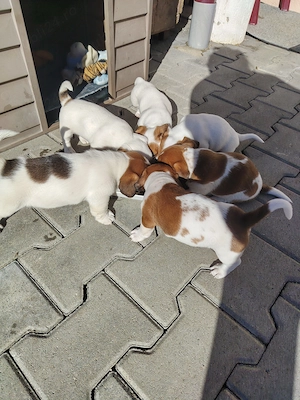 Catei Jack Russel Terrier