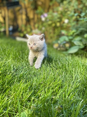 British shorthair blue și lila - imagine 4