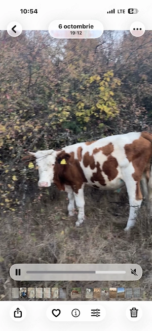 Vând Taure din vaca foarte bună de lapte de ținut sau de sacrificat 