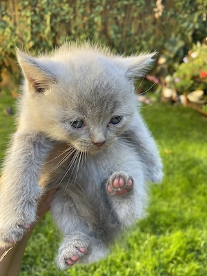 British shorthair blue și lila - imagine 5