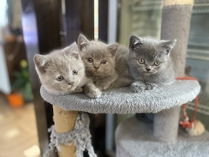 British shorthair blue și lila - imagine 2