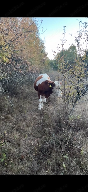 Vând Taure din vaca foarte bună de lapte de ținut sau de sacrificat  - imagine 2