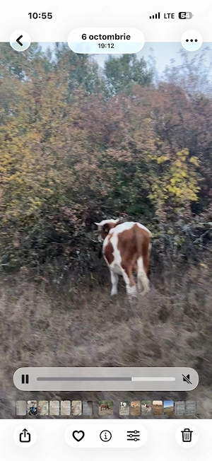 Vând Taure din vaca foarte bună de lapte de ținut sau de sacrificat  - imagine 3