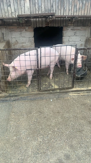 5 porci bio crescuți la țară  - imagine 3
