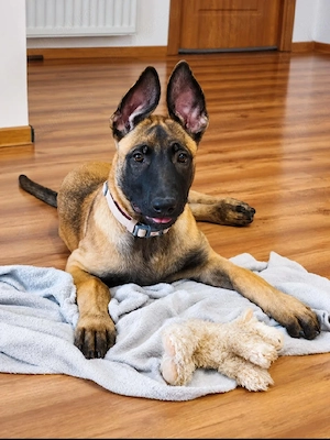 Super Oferta Ciobanesc Belgian Malinois, fetita, la un pret modest