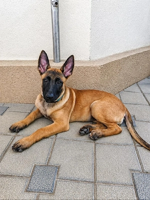 Super Oferta Ciobanesc Belgian Malinois, fetita, la un pret modest - imagine 4