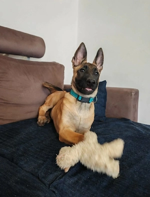 Super Oferta Ciobanesc Belgian Malinois, fetita, la un pret modest - imagine 2
