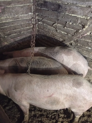 Doi porci crescuți natural. - imagine 4
