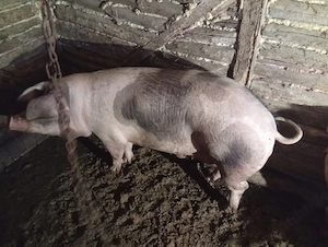 Doi porci crescuți natural. - imagine 2