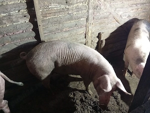 Doi porci crescuți natural.