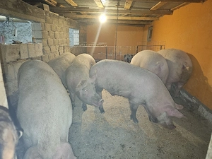 vand porci de calittate de carne dela 180 kg in sus pret 10 lei kg - imagine 2