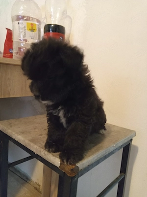 catelusi bichon havanese