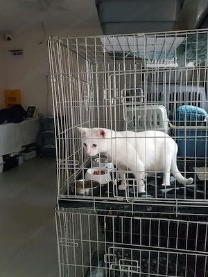 Oferim spre adoptie o pisica alba, superba, cu ochii albastri, Pitesti - imagine 2