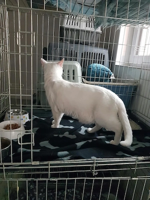 Oferim spre adoptie o pisica alba, superba, cu ochii albastri, Pitesti - imagine 5
