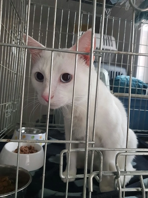 Oferim spre adoptie o pisica alba, superba, cu ochii albastri, Pitesti - imagine 4