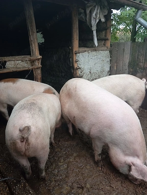 Porci de vanzare 100kg