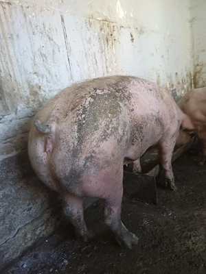 Porci rasa de carne disponibili - imagine 4