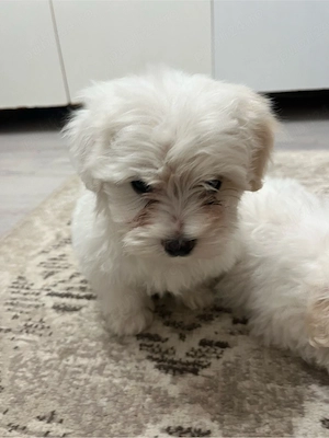 Catel Bichon Maltez