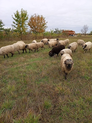 Berbecuți bucălai 