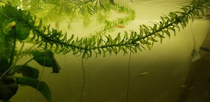 Plante de acvariu Elodeea Canadensis si Canomba - imagine 2
