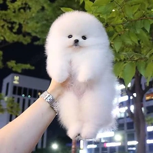  Pomeranian   Ursuleț pufos, gata să-ți cucerească inima! Factura,Microcip-Livrare la Brasov