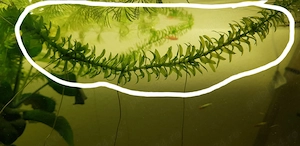 Plante de acvariu Elodeea Canadensis si Canomba - imagine 3