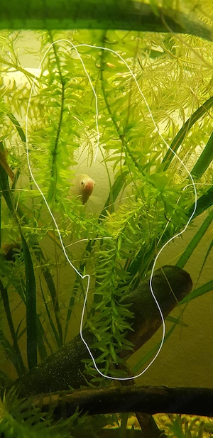 Plante de acvariu Elodeea Canadensis si Canomba - imagine 4