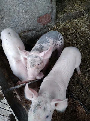 Purcei de 7 saptamani 
