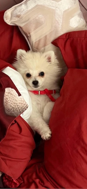 Pomeranian 