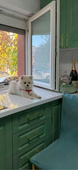 Pomeranian  - imagine 2