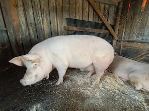 Porci de vânzare  - imagine 2