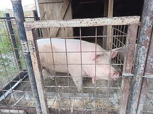 Porci de vânzare 