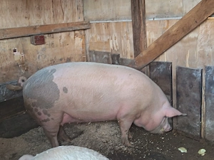 Porci de vânzare 