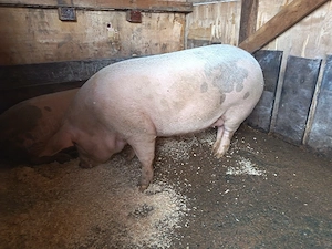 Porci de vânzare  - imagine 4